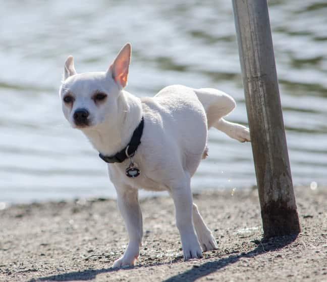weißer-Chihuahua-pinkelt-an-pfosten-SW Weißer Chihuahua pinkelt an Pfosten am Strand