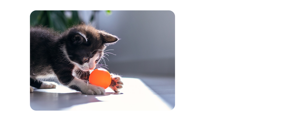 Ein schwarzes Kätzchen spielt mit einem orangen Ball