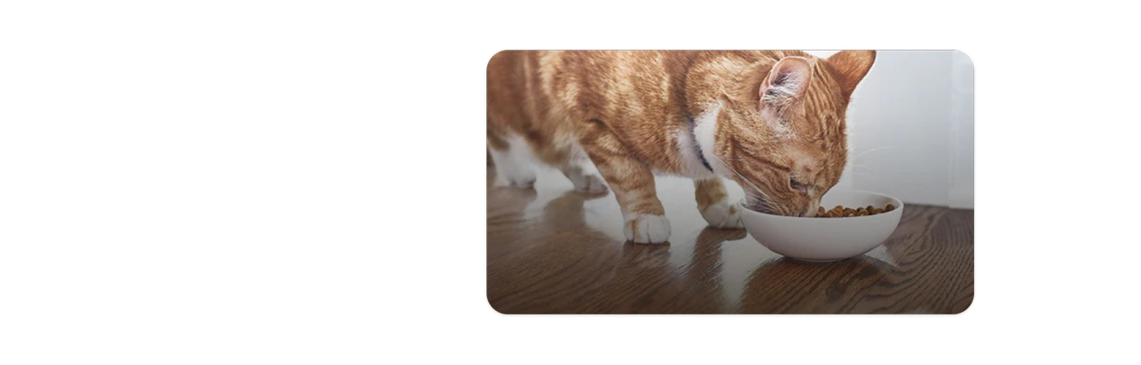Ein orange-weißes Kätzchen frisst Katzenfutter