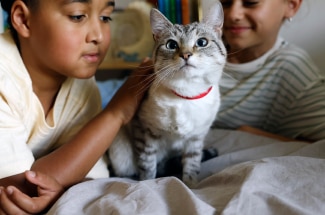 Kinder streicheln Katze