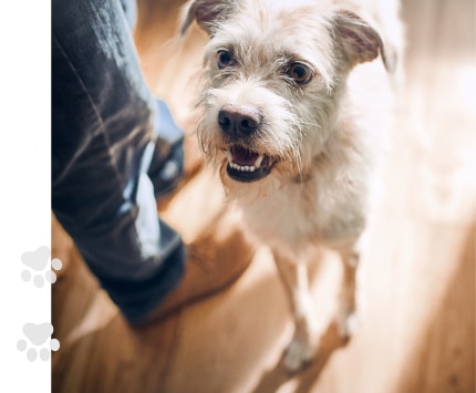 ein Hund beim Fressen
