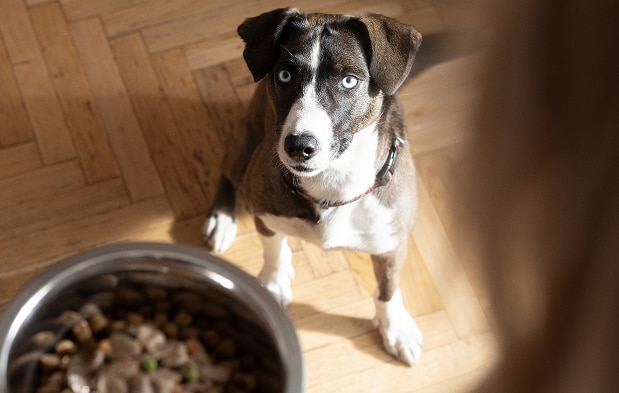 Ein Hund blickt vom Boden zu einem Futternapf auf