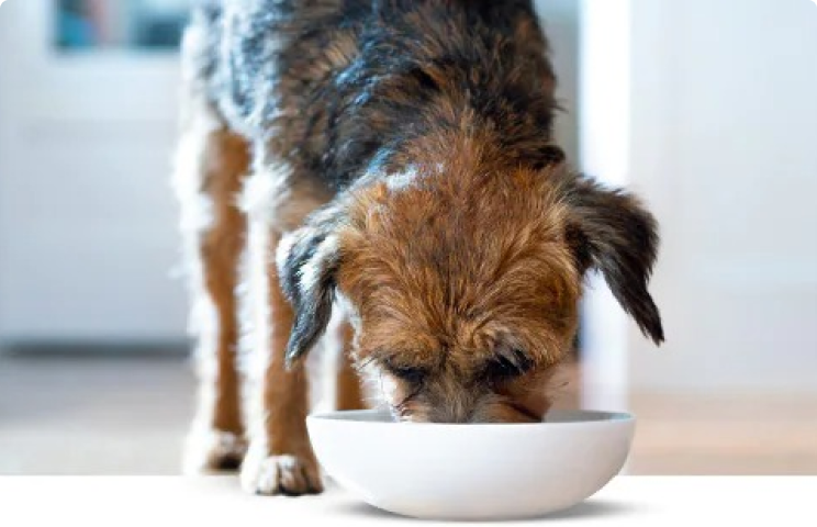 Hund frisst aus Futterschüssel